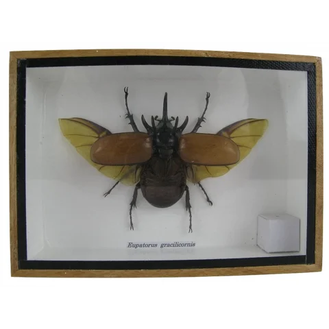 eupatorus gracilicornis