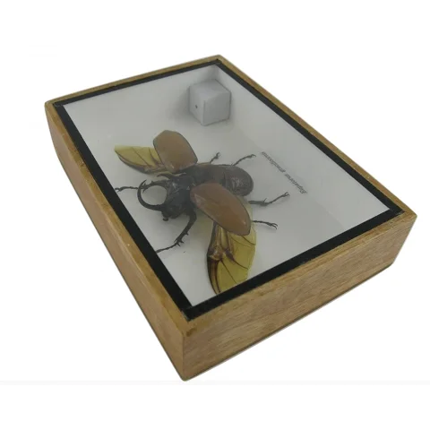 eupatorus gracilicornis cote