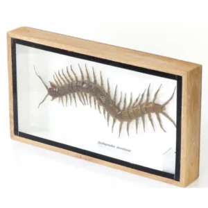scolopendra morsitans