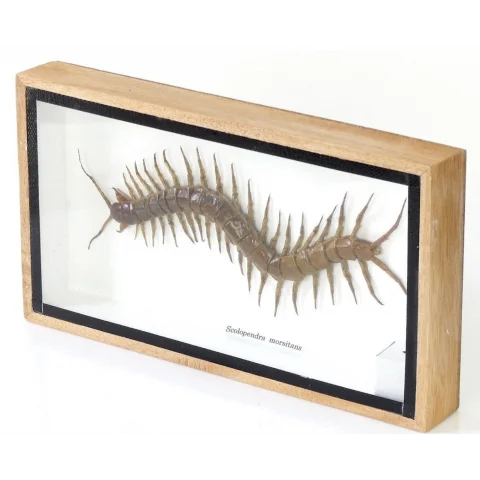 scolopendra morsitans