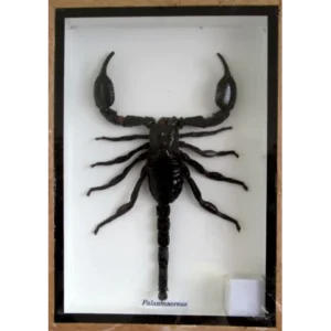 Palamnaersus - Scorpion naturalisé