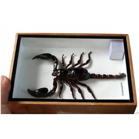 Palamnaersus - Scorpion naturalisé