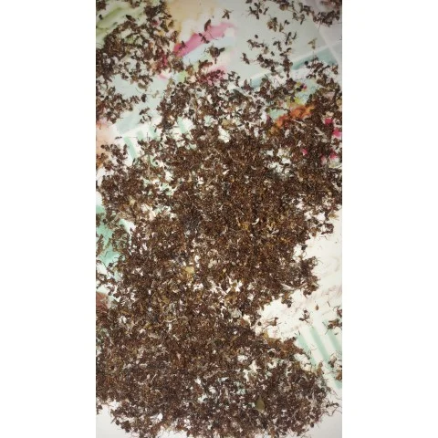 Fourmis déshydratées