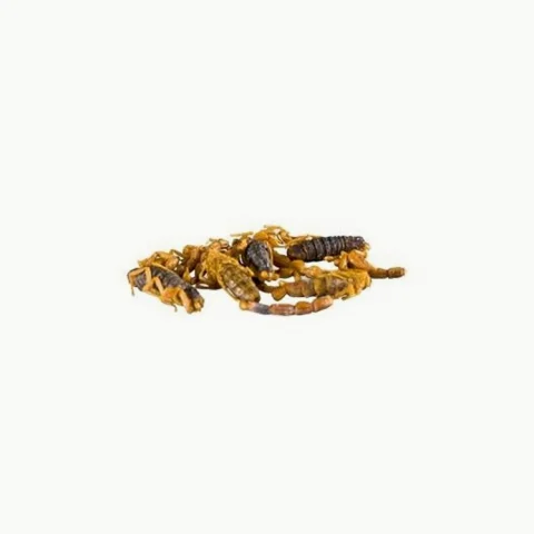Scorpions comestibles