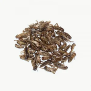 Cuisiner des insectes : les grillons natures