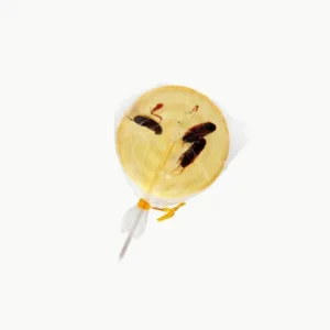 Sucette grillons banane