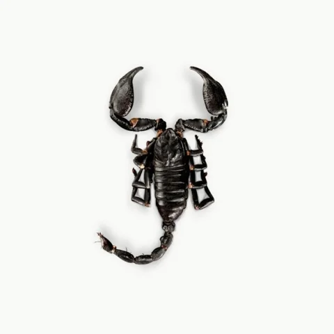 Scorpions Noirs - INSECTÉO