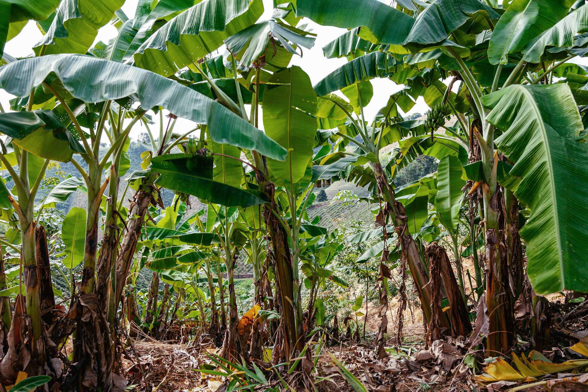 Plantation tropicale de bananiers en Thaïlande