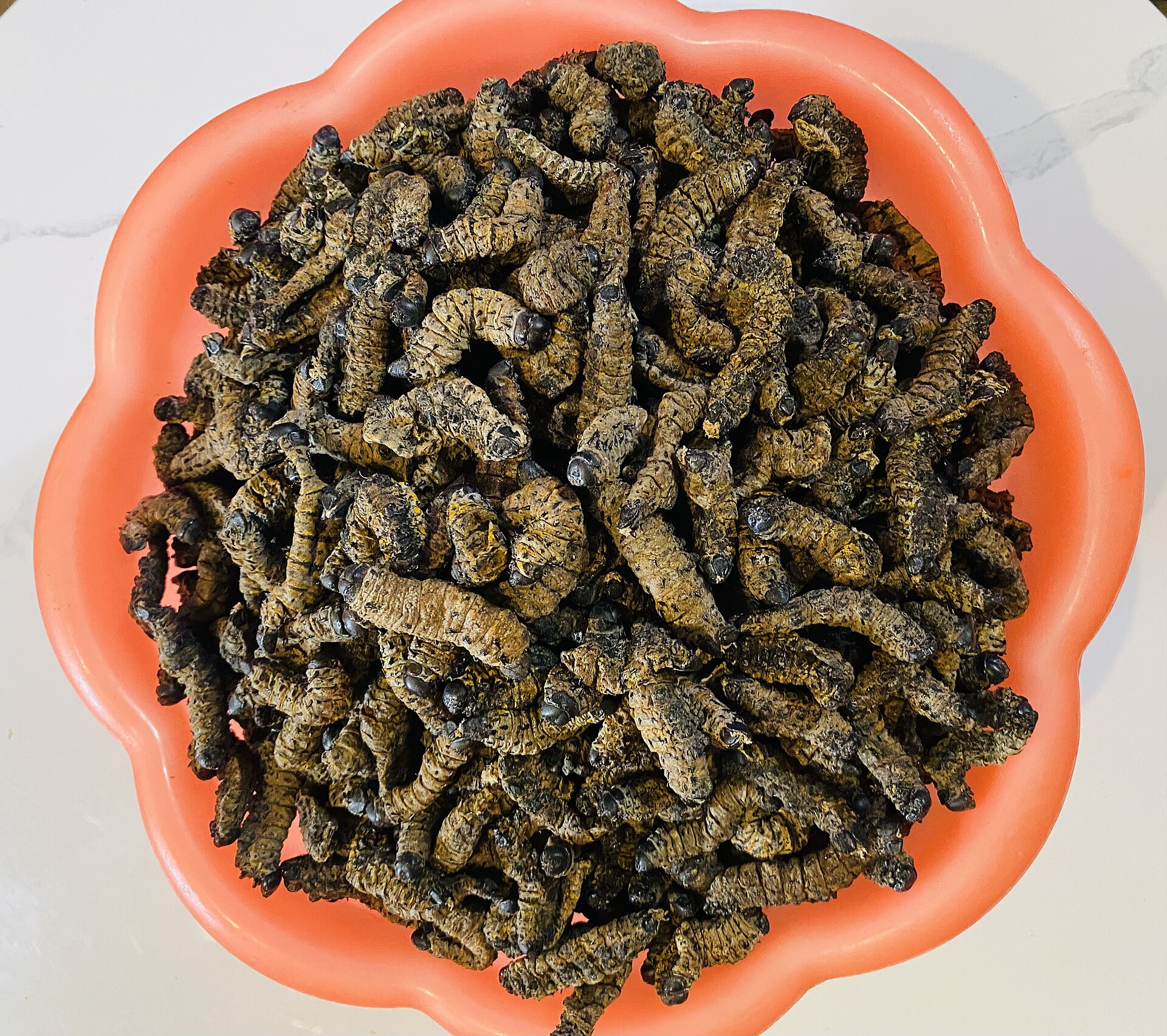 Transformation en poudre d'insectes