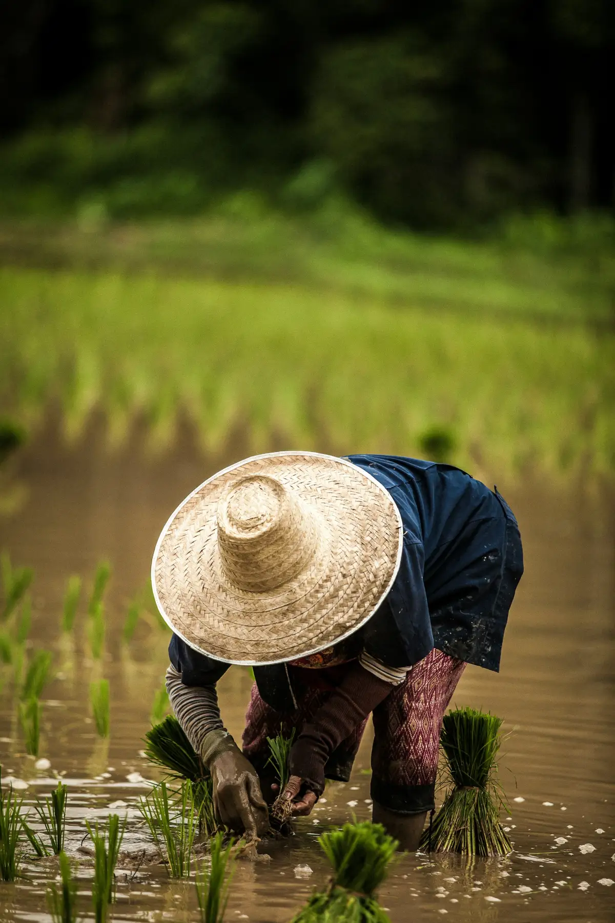 Fermière thaïlandaise plantant du riz dans une rizière