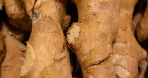 Rhizome de galanga frais en gros plan, cousin du gingembre