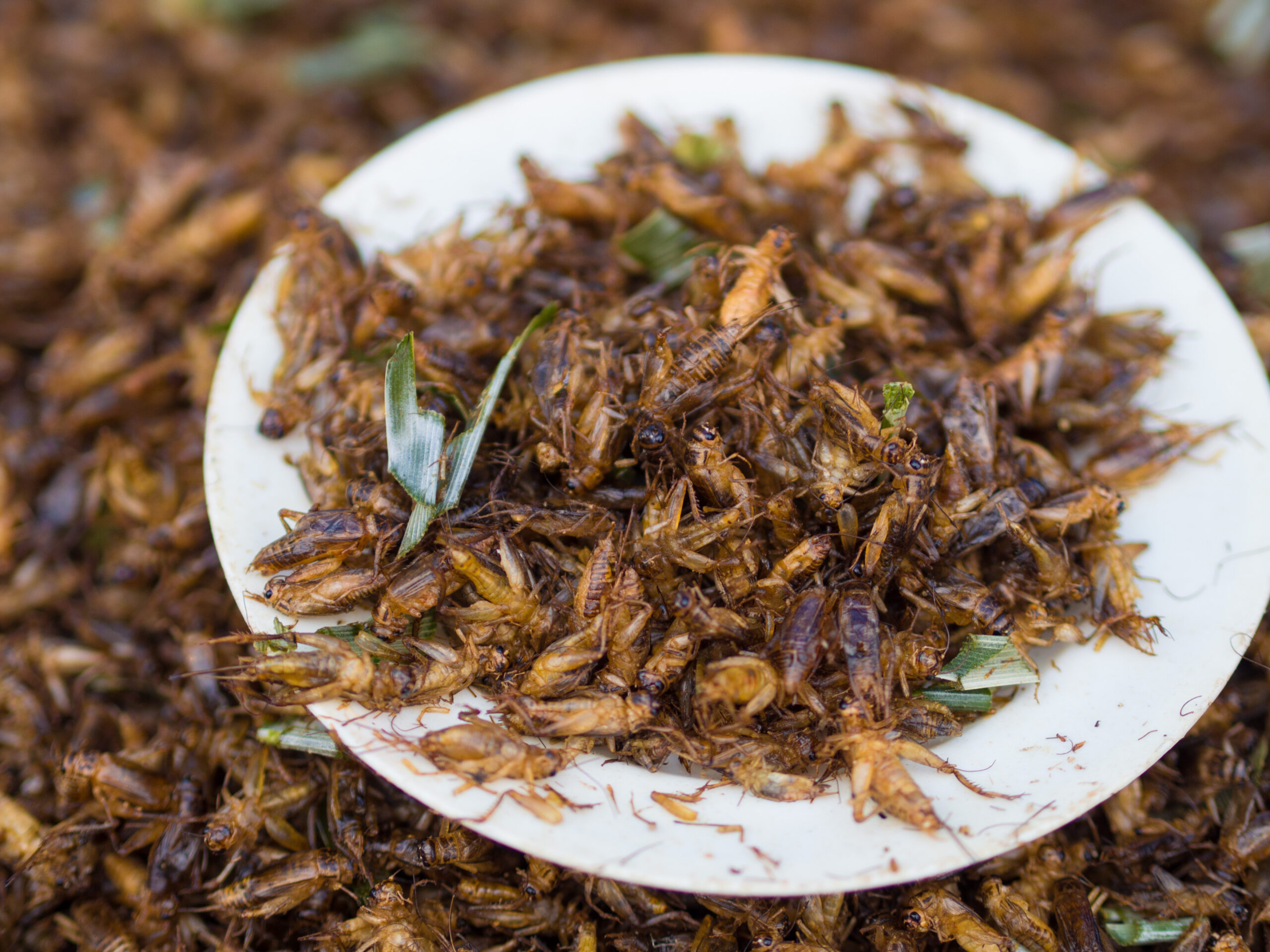 Grillons frits, spécialité thaïlandaise sur assiette