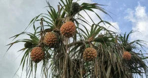 Arbre pandanus avec ses feuilles vertes et ses fruits