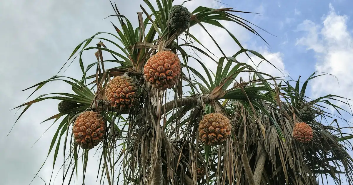 Arbre pandanus avec ses feuilles vertes et ses fruits